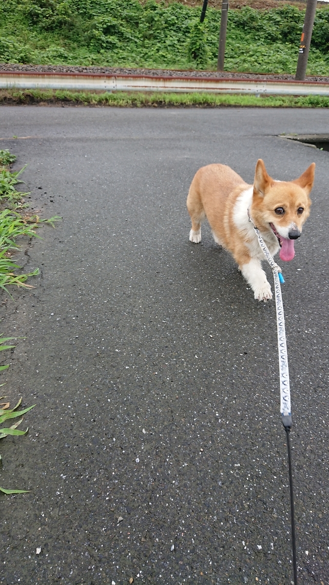 f:id:cogioya:20190803213645j:plain