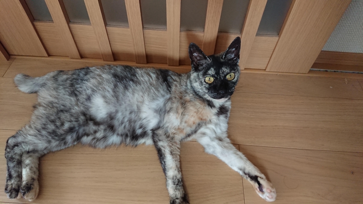 f:id:cogioya:20190804081107j:plain f:id:cogioya:20190804081107j:plain