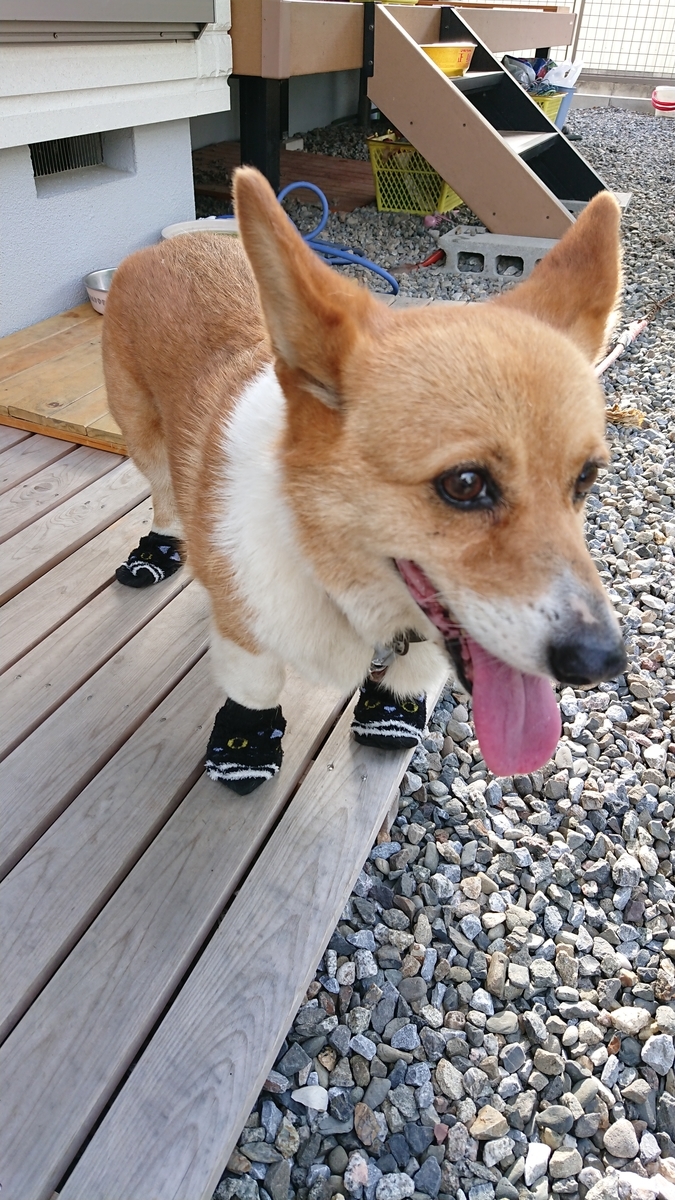 f:id:cogioya:20190807142112j:plain