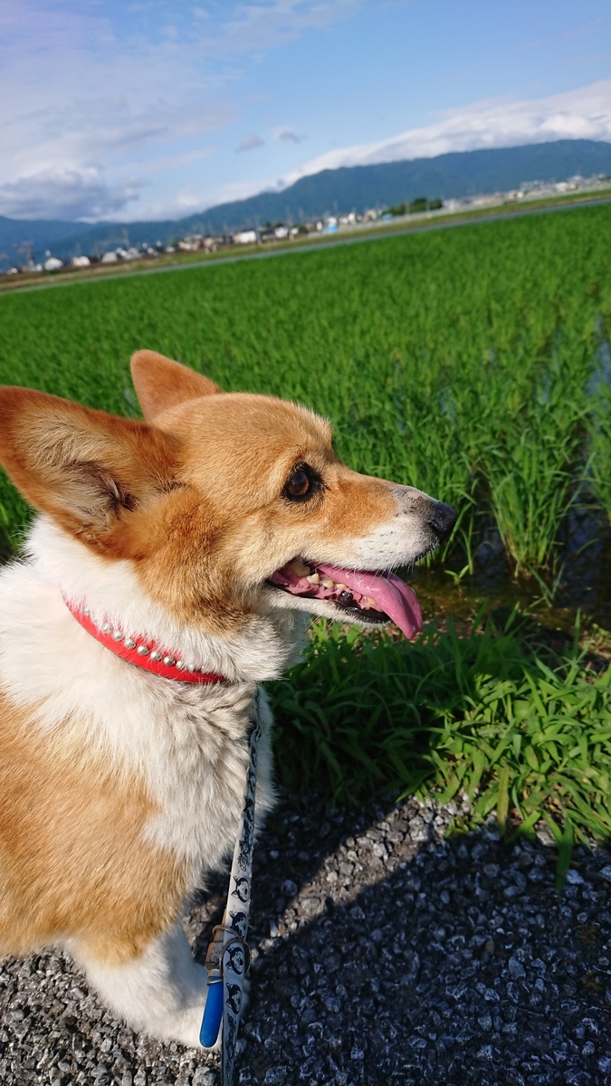 f:id:cogioya:20190815074023j:plain