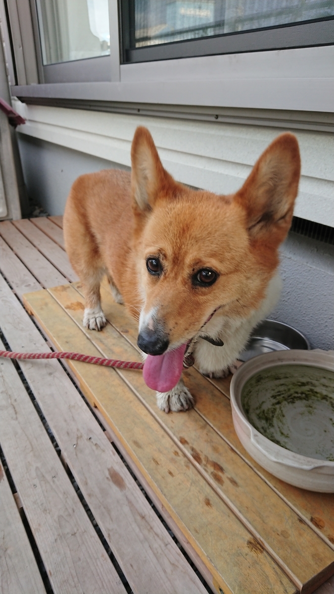 f:id:cogioya:20190816072652j:plain