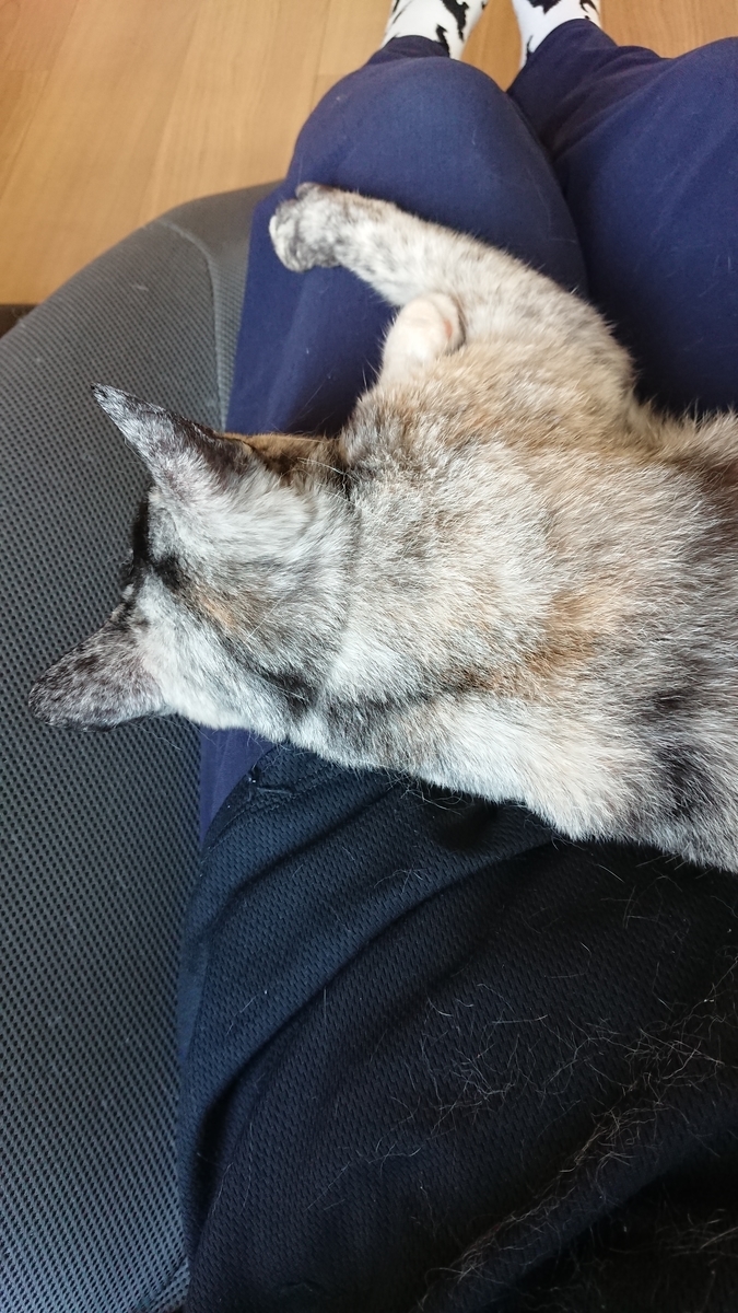 f:id:cogioya:20190817003718j:plain