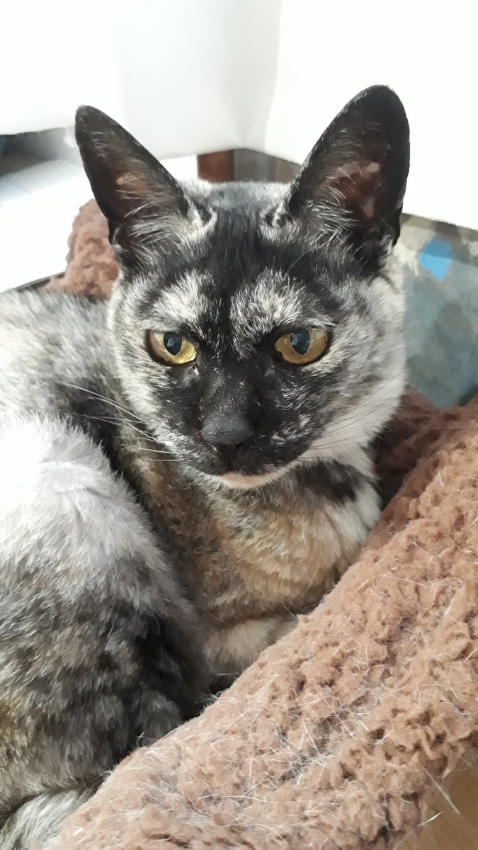 f:id:cogioya:20190825124426j:plain f:id:cogioya:20190825124426j:plain