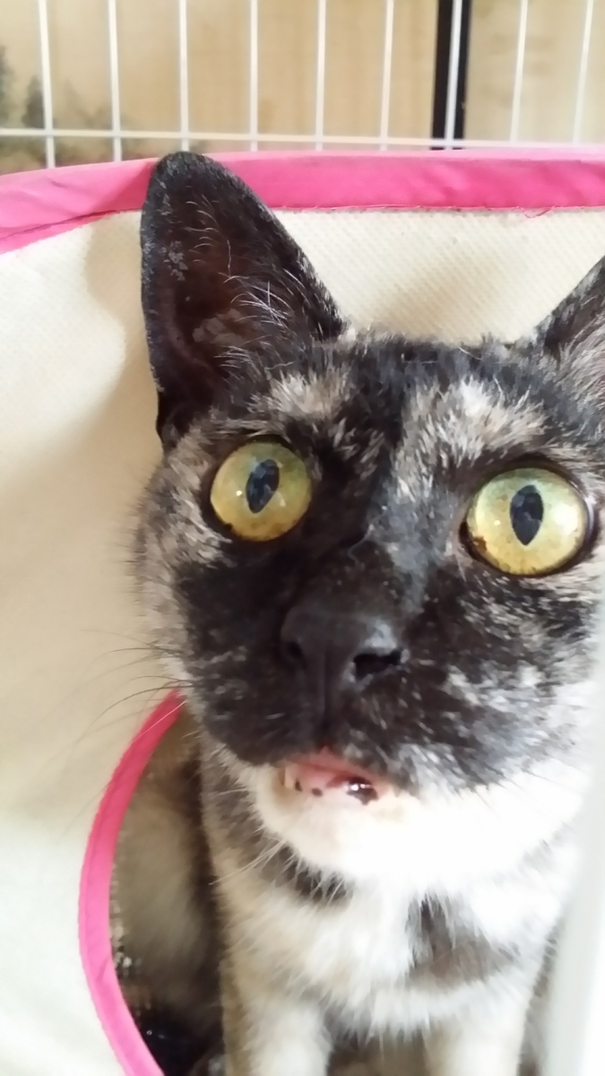 f:id:cogioya:20190825235231j:plain f:id:cogioya:20190825235231j:plain