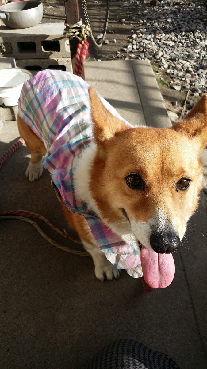 f:id:cogioya:20190825235422j:plain f:id:cogioya:20190825235422j:plain