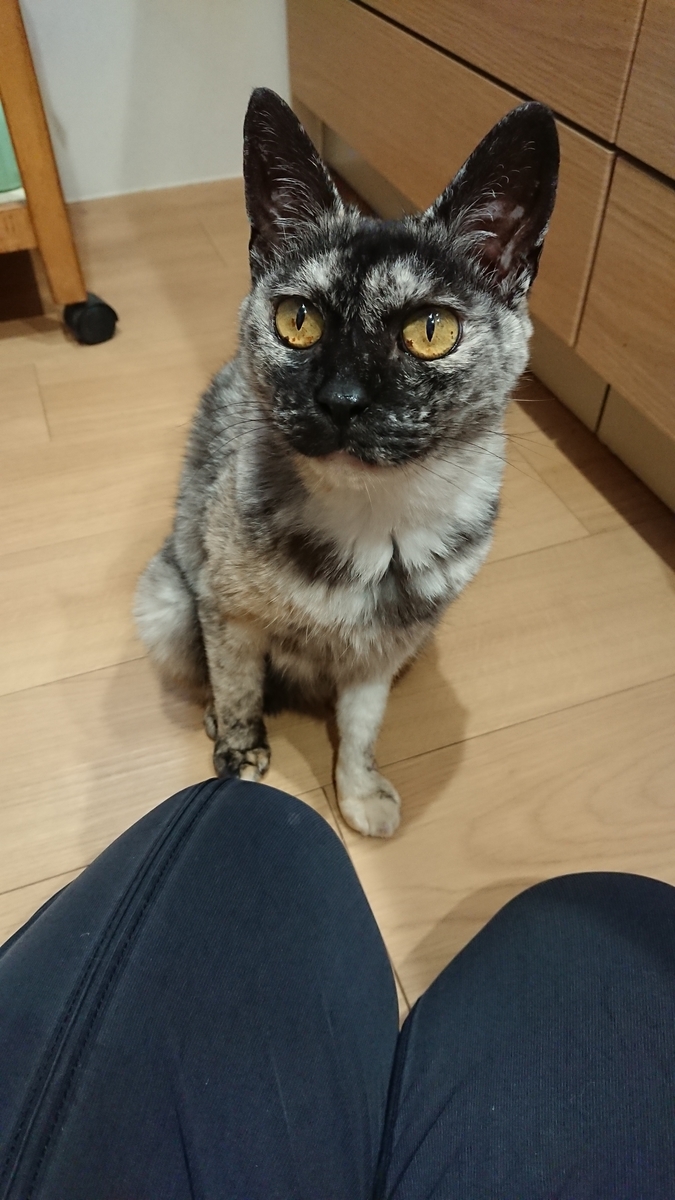 f:id:cogioya:20190826233821j:plain f:id:cogioya:20190826233821j:plain