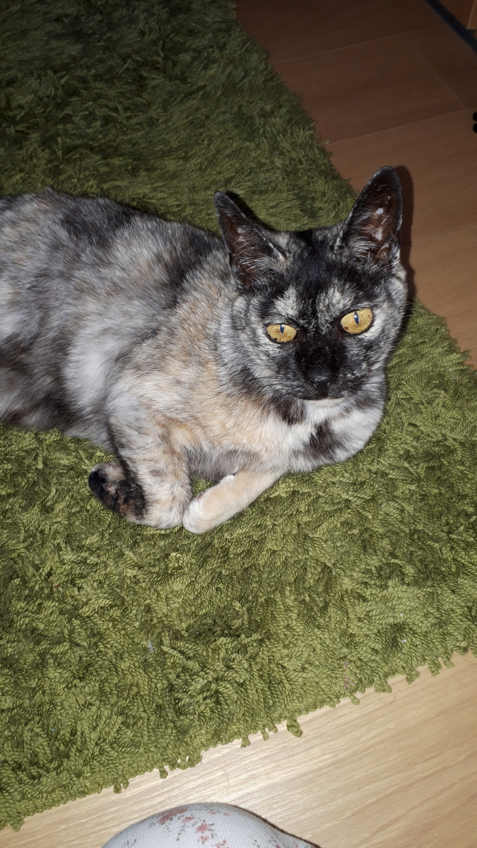 f:id:cogioya:20190901231145j:plain