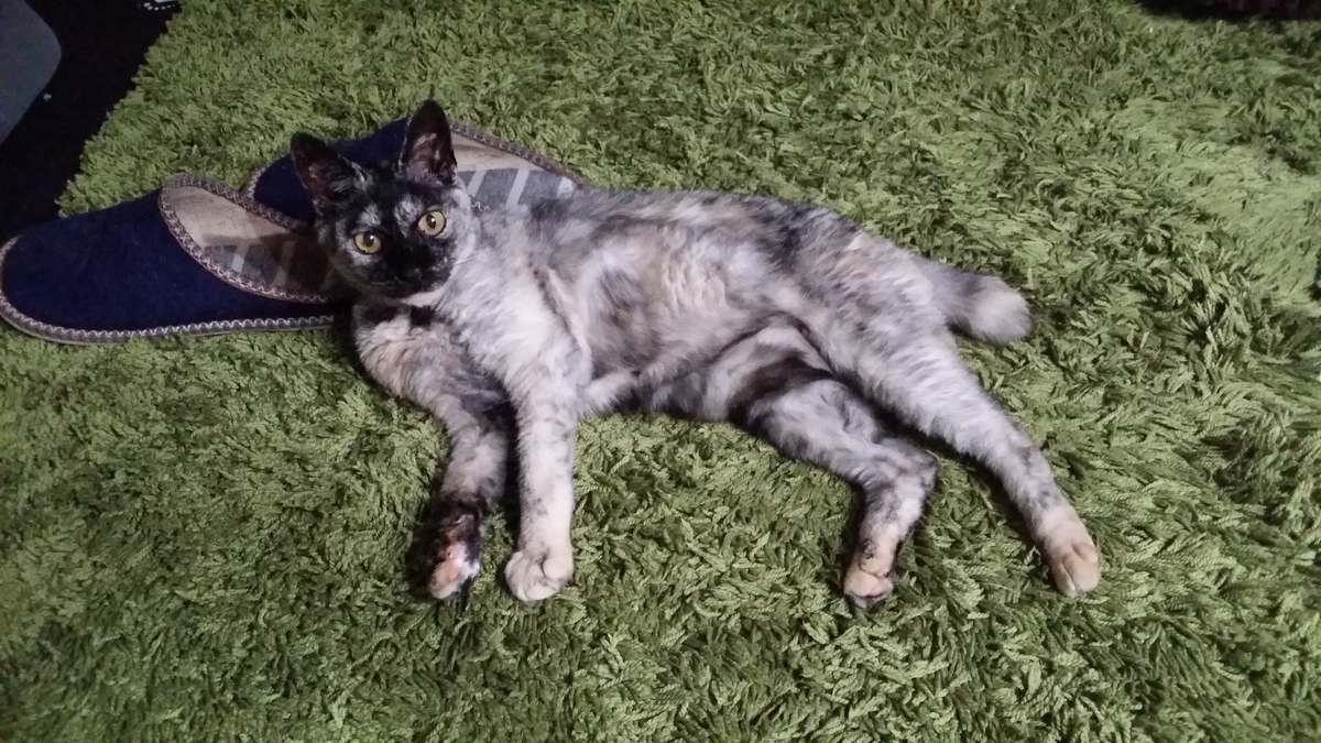 f:id:cogioya:20190903092218j:plain