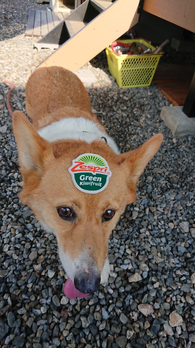 f:id:cogioya:20190904221454j:plain