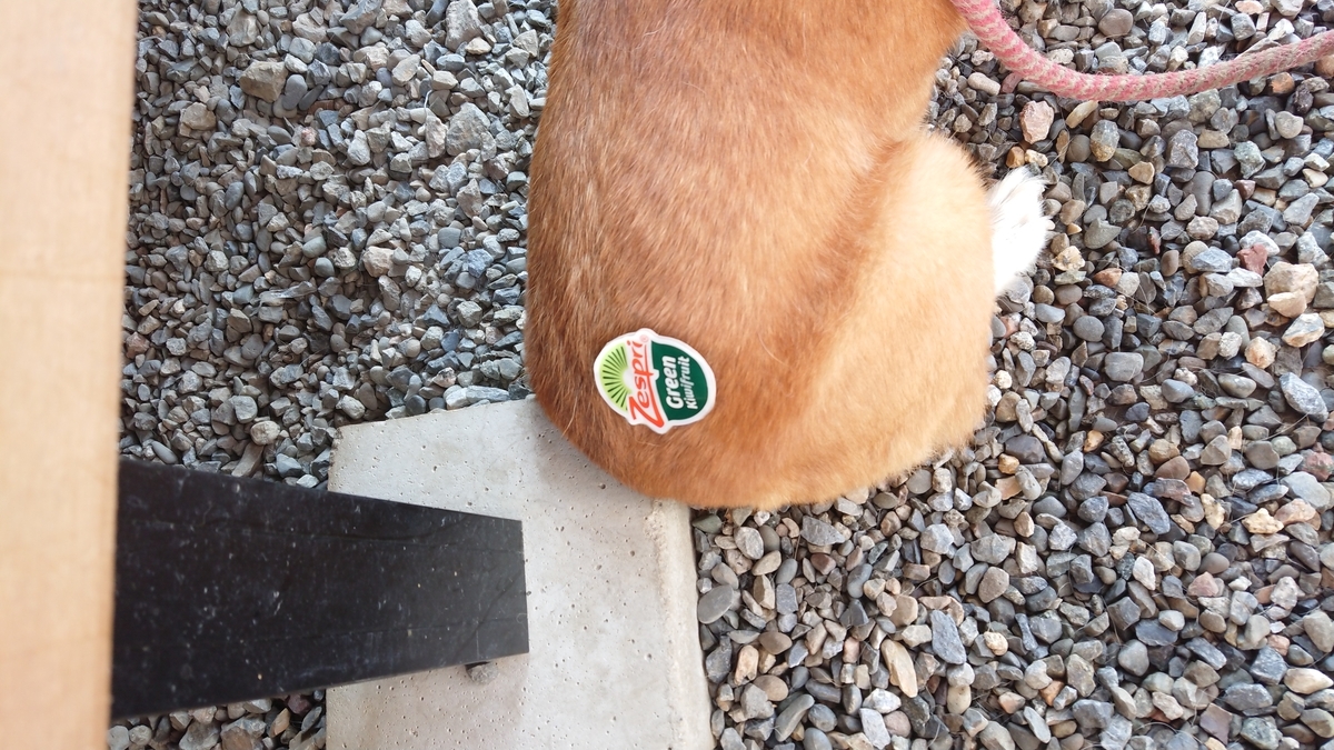 f:id:cogioya:20190904221723j:plain