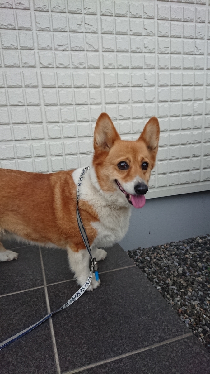 f:id:cogioya:20190905233342j:plain f:id:cogioya:20190905233342j:plain