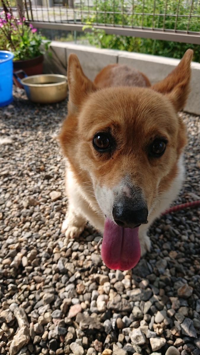 f:id:cogioya:20190905233836j:plain f:id:cogioya:20190905233836j:plain