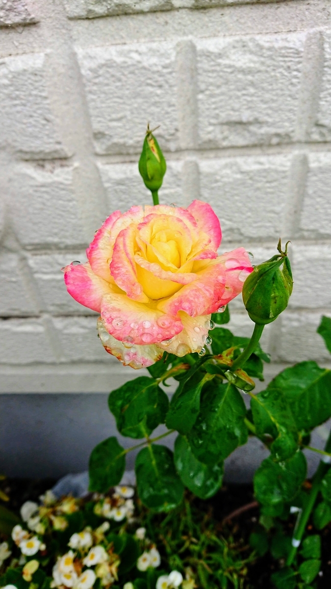 f:id:cogioya:20190906233812j:plain f:id:cogioya:20190906233812j:plain