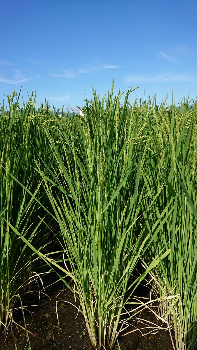 f:id:cogioya:20190909105056j:plain f:id:cogioya:20190909105056j:plain