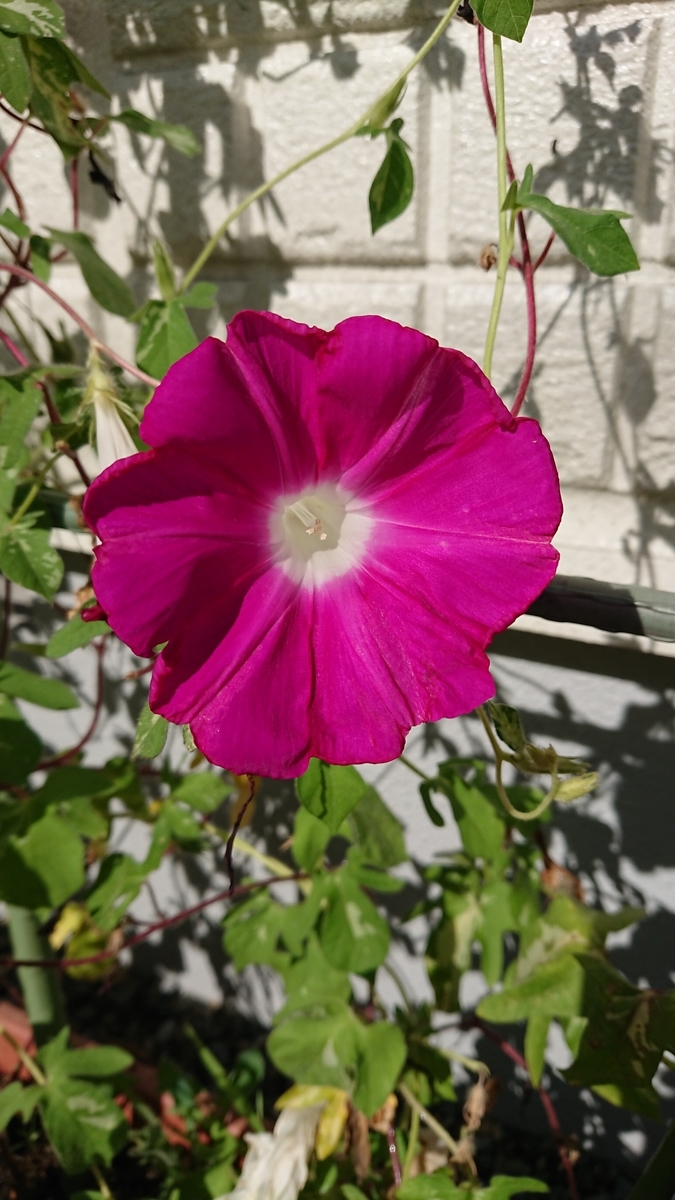 f:id:cogioya:20190909105136j:plain f:id:cogioya:20190909105136j:plain