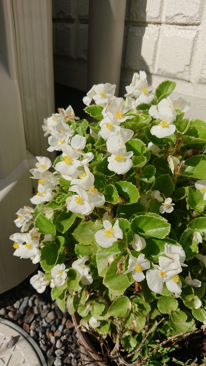 f:id:cogioya:20190909105259j:plain f:id:cogioya:20190909105259j:plain