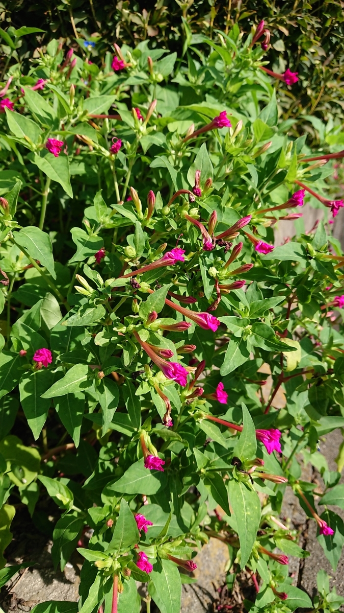 f:id:cogioya:20190909105430j:plain f:id:cogioya:20190909105430j:plain