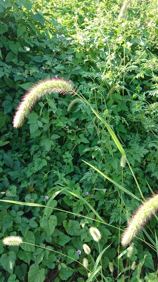 f:id:cogioya:20190909105720j:plain f:id:cogioya:20190909105720j:plain