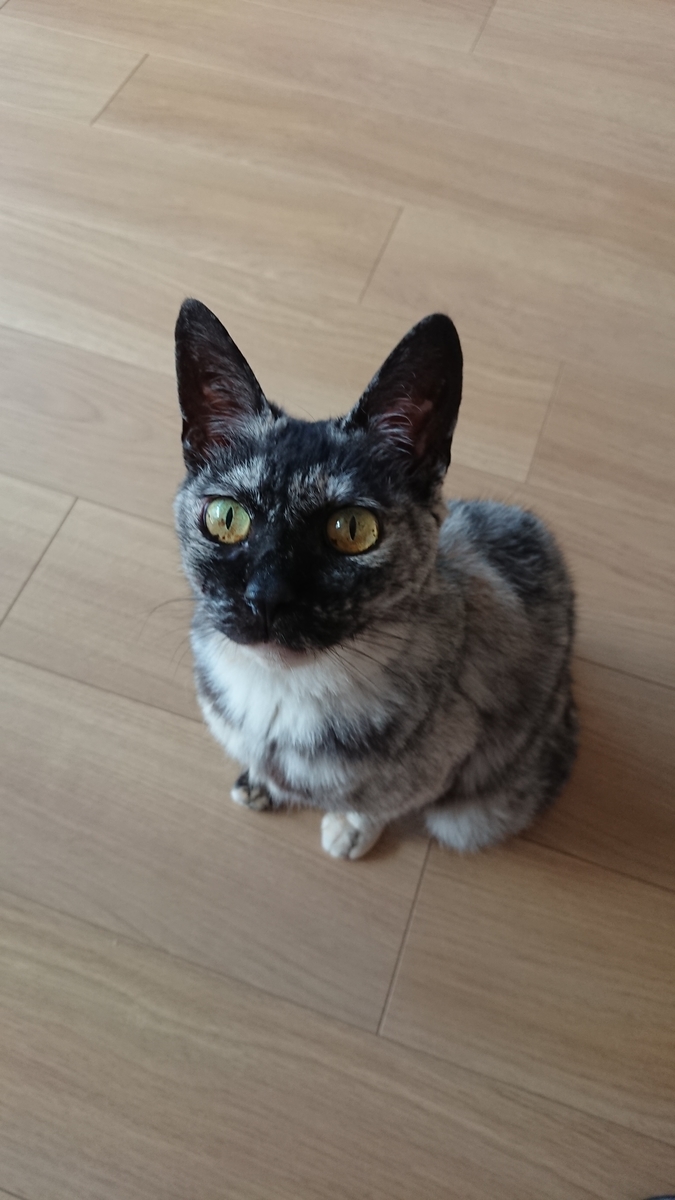 f:id:cogioya:20190911081936j:plain