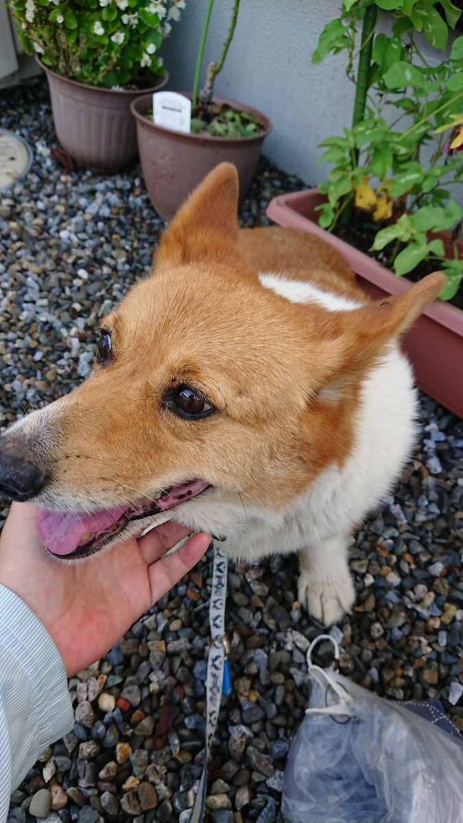 f:id:cogioya:20190912235624j:plain f:id:cogioya:20190912235624j:plain