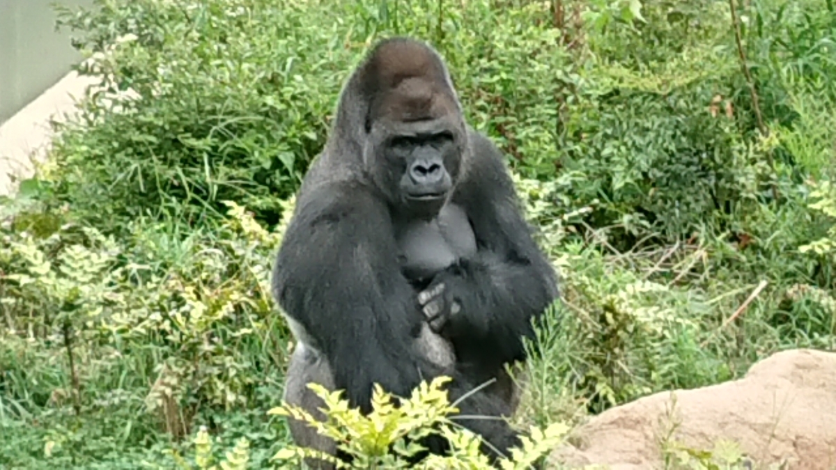 f:id:cogioya:20190914002700j:plain