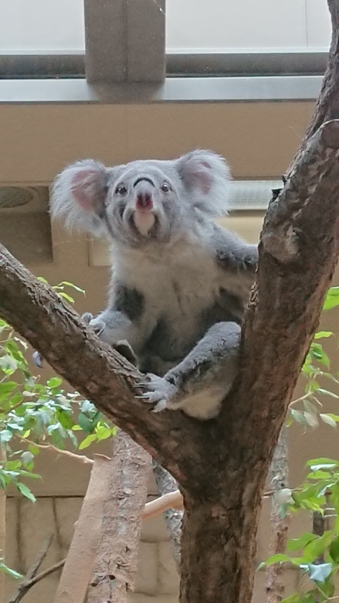 f:id:cogioya:20190914002803j:plain