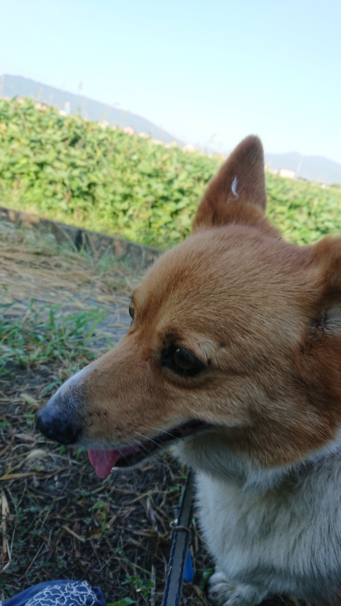 f:id:cogioya:20190917070409j:plain