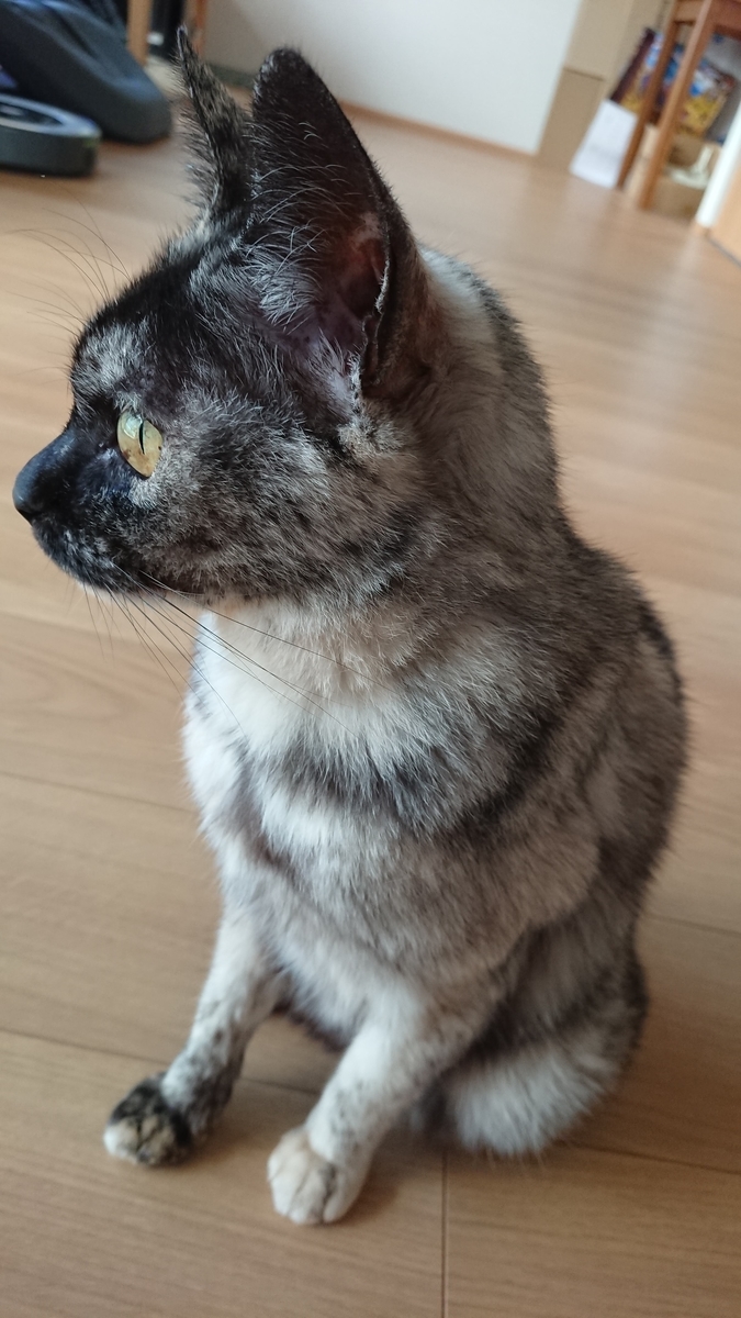 f:id:cogioya:20190918103021j:plain