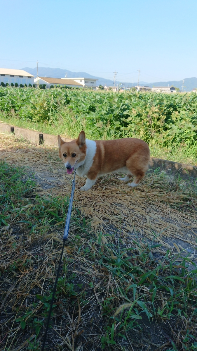 f:id:cogioya:20190919064028j:plain f:id:cogioya:20190919064028j:plain