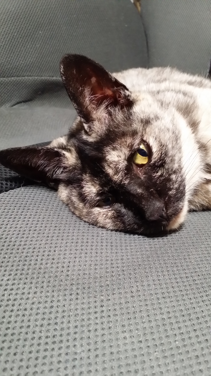 f:id:cogioya:20190919070440j:plain f:id:cogioya:20190919070440j:plain