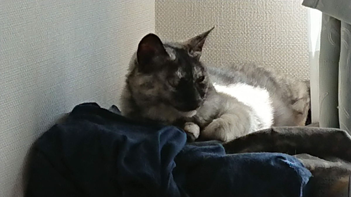 f:id:cogioya:20190924070340j:plain f:id:cogioya:20190924070340j:plain