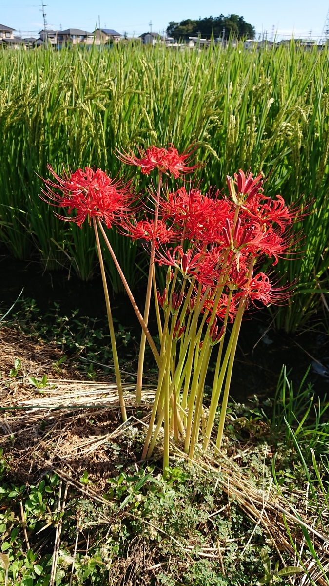 f:id:cogioya:20190926064743j:plain