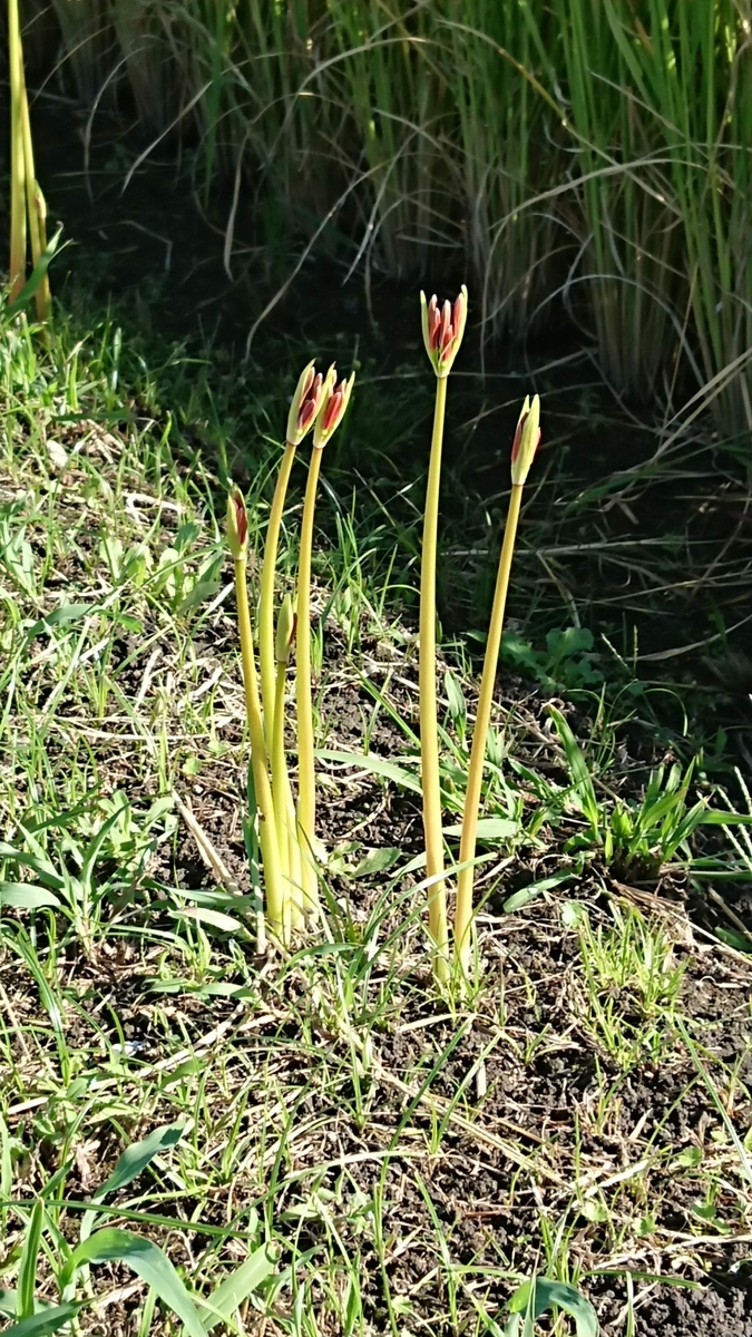 f:id:cogioya:20190926064842j:plain