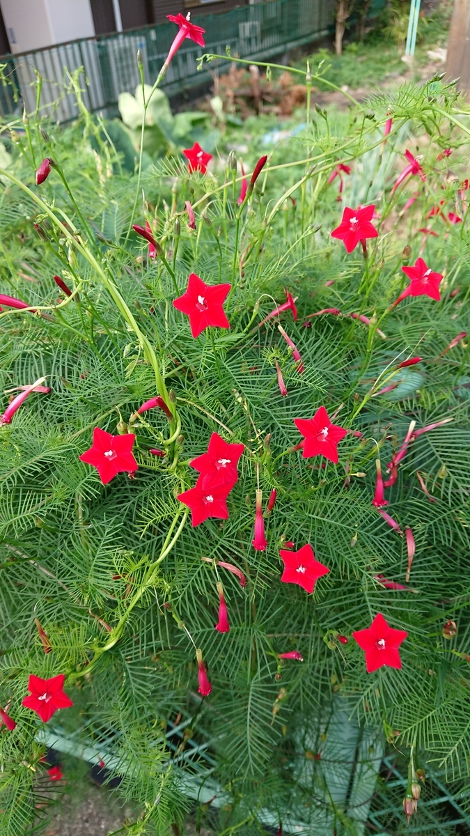 f:id:cogioya:20190929123920j:plain