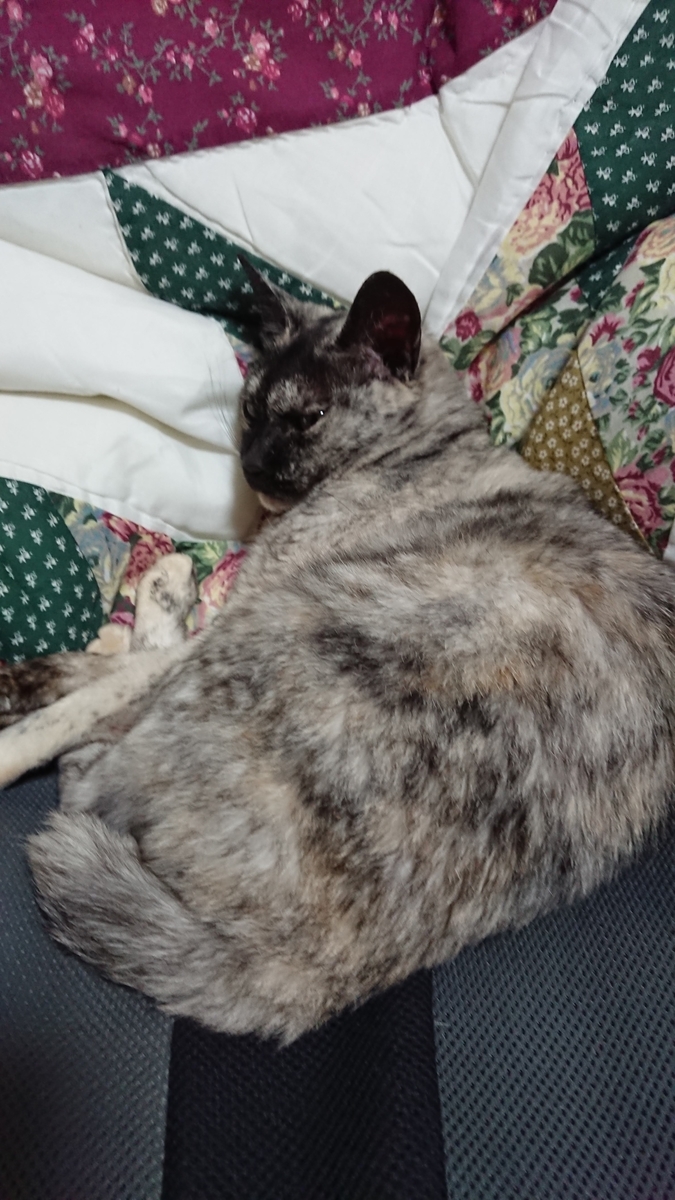 f:id:cogioya:20191006222955j:plain