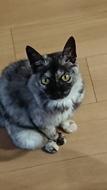 f:id:cogioya:20191007094200j:image