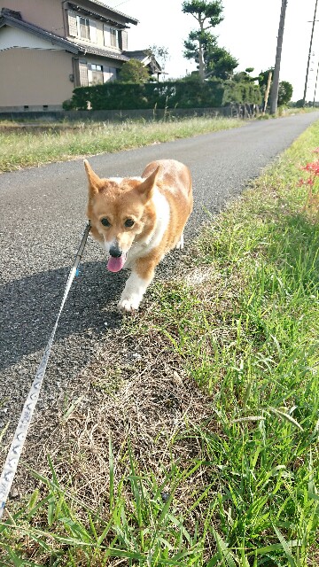 f:id:cogioya:20191011062213j:plain f:id:cogioya:20191011062213j:plain