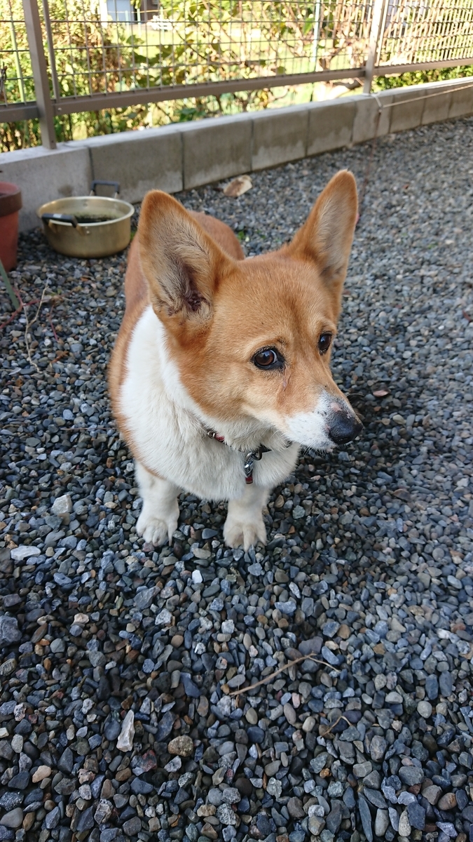 f:id:cogioya:20191015093118j:plain