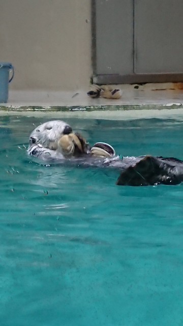 f:id:cogioya:20191018210430j:image