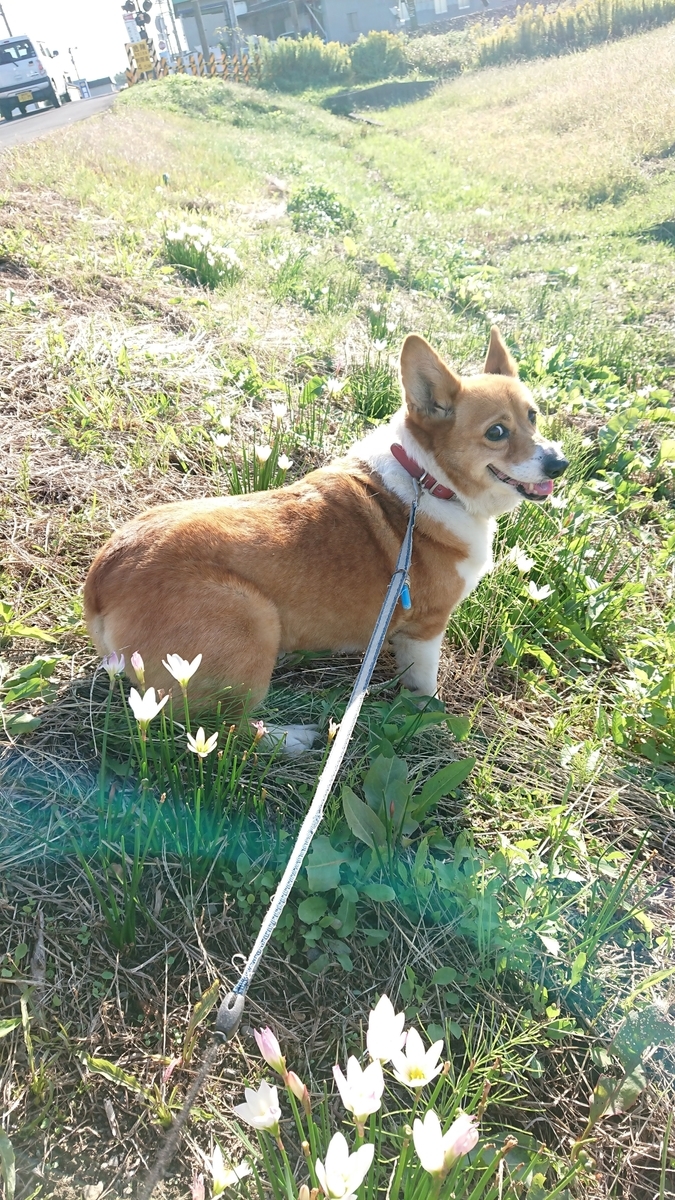 f:id:cogioya:20191029075709j:plain