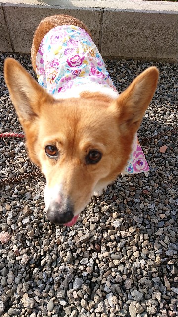 f:id:cogioya:20191103202803j:plain f:id:cogioya:20191103202803j:plain