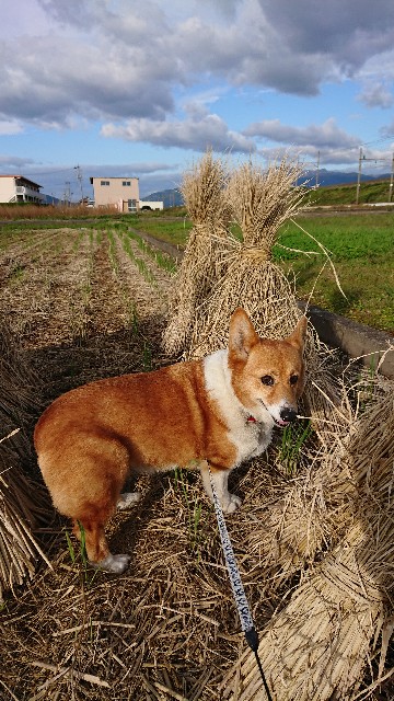 f:id:cogioya:20191108071641j:image f:id:cogioya:20191108071641j:image