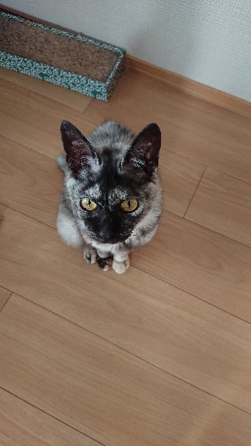 f:id:cogioya:20191110072040j:plain