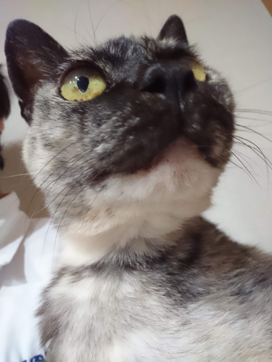 f:id:cogioya:20191112055818j:plain