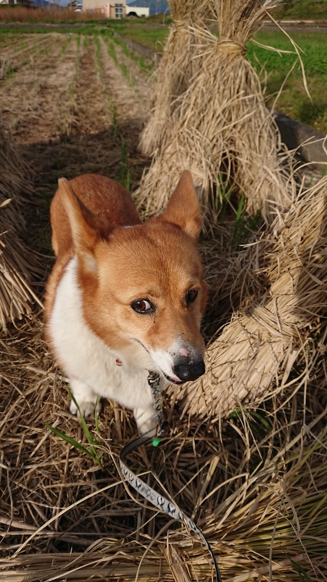 f:id:cogioya:20191114114630j:plain