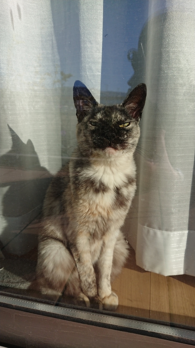 f:id:cogioya:20191117051810j:plain