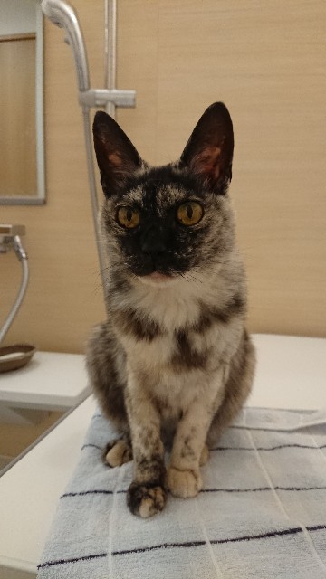 f:id:cogioya:20191117082952j:plain