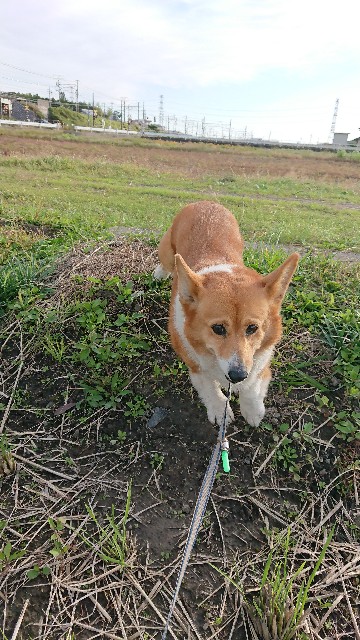 f:id:cogioya:20191201085503j:image f:id:cogioya:20191201085503j:image