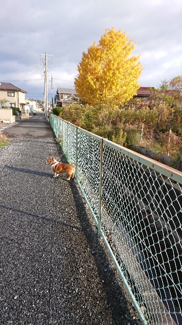 f:id:cogioya:20191206112953j:image