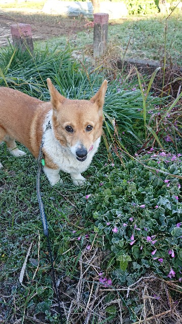 f:id:cogioya:20191206113134j:image